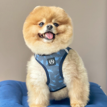 Pomeranian